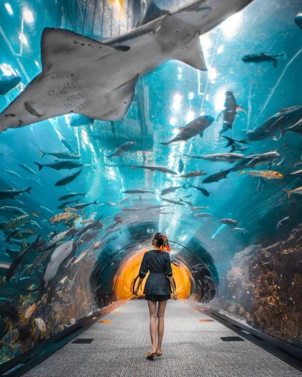 Dubai Day ticket To Aquarium and Underwater Zoo
